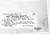 Puccinia galii image